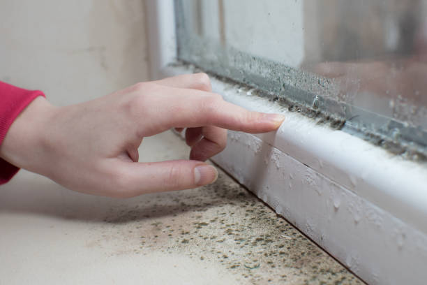  Greenbriar, FL Mold Removal Pros